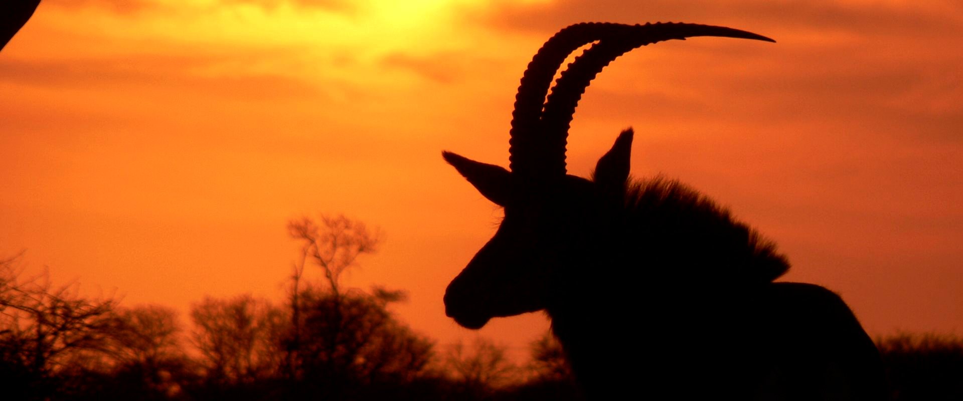Sable antelope at sunset, Zulani Safaris