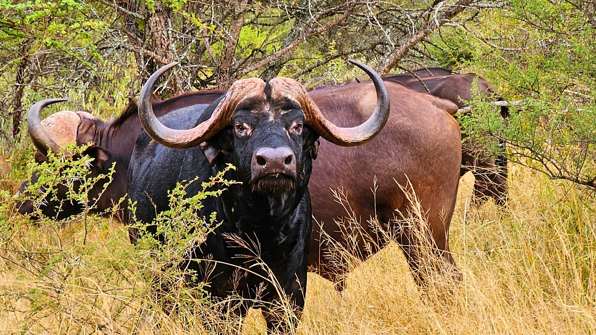 Hunting specials at Zulani Safaris