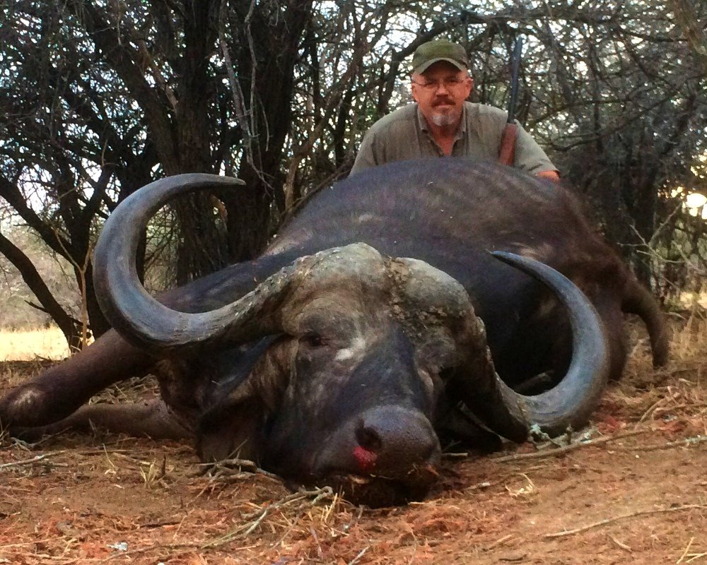 Cape Buffalo bull at Zulani Safaris