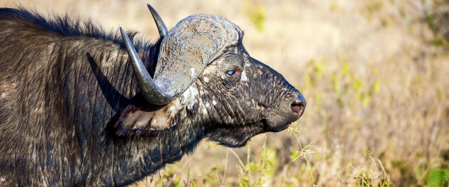 Big Five hunting at Zulani Safaris