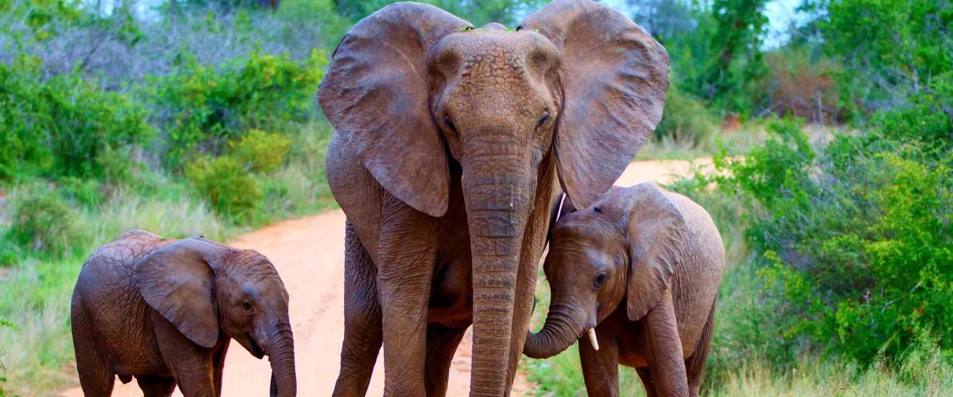 Kruger National Park safari