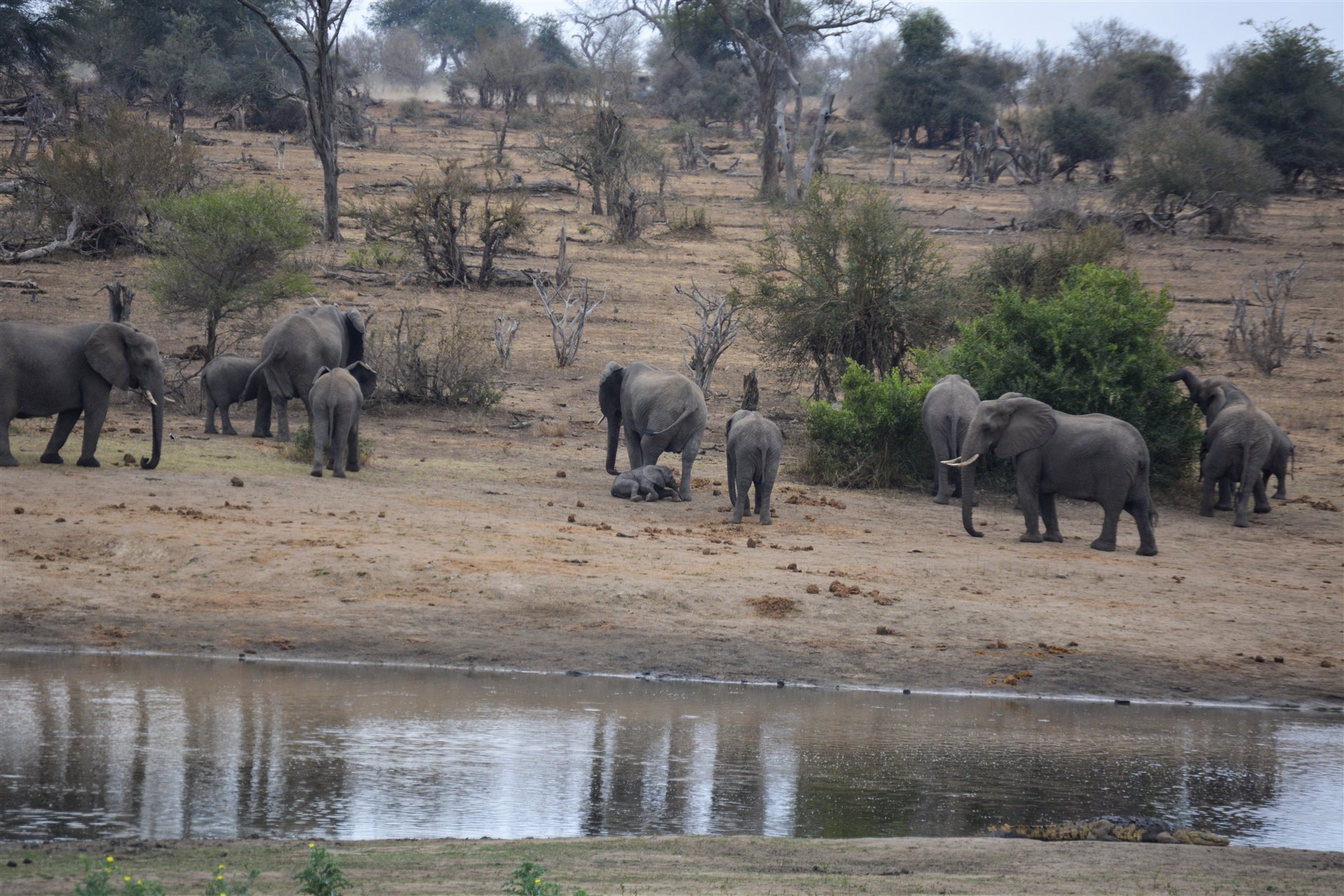 Elephant herd with calf at a Kruger waterhole