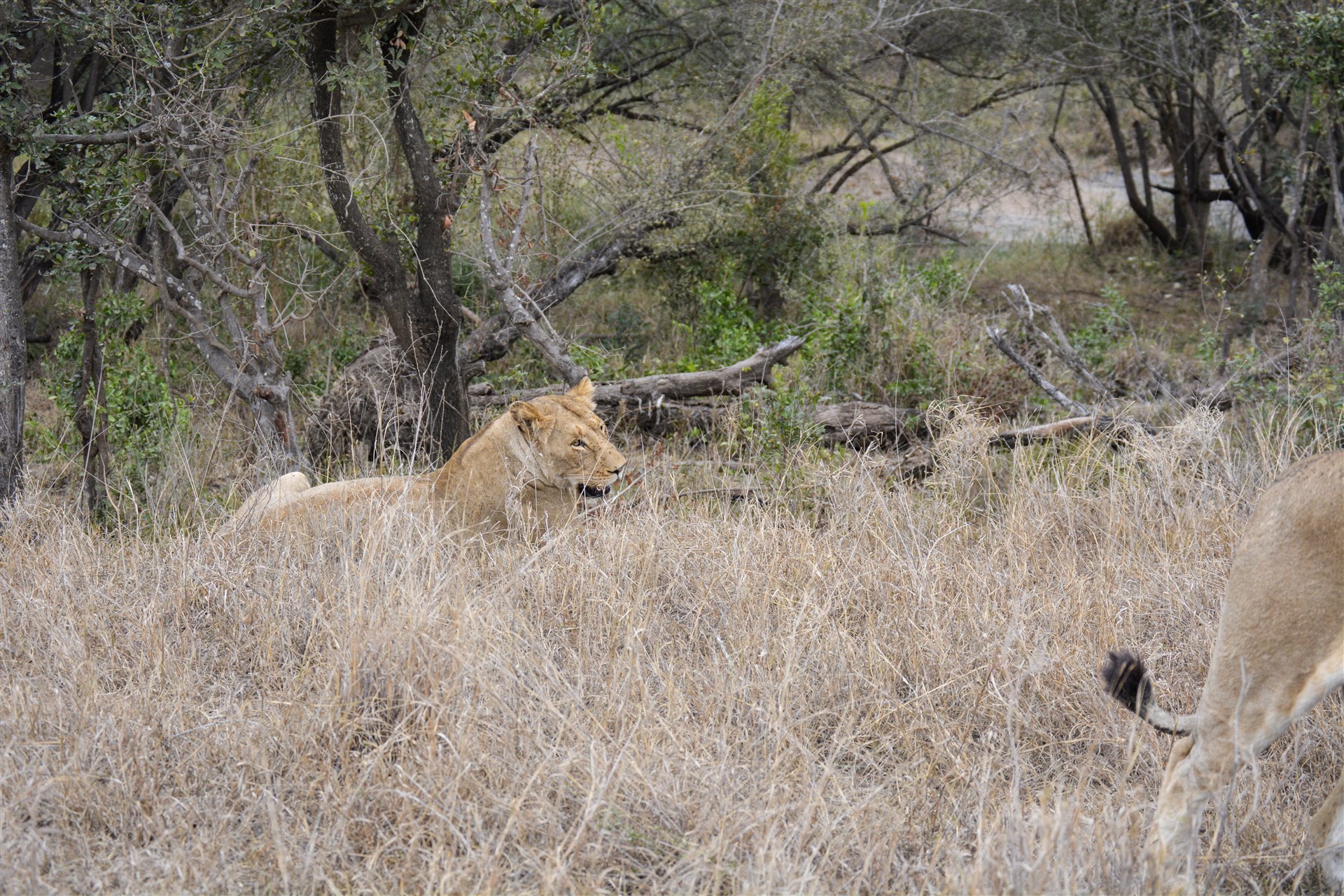 Kruger National Park